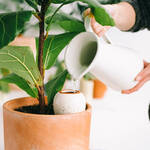 Image du produit pour 'Distributeur d'eau pour plantes en terre cuite - blanc avec coeur , 250 ml'