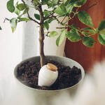 Image du produit pour 'Distributeur d'eau pour plantes en terre cuite - blanc avec coeur , 250 ml'