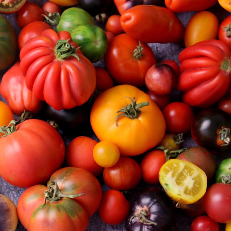 Les tomates – tout sur le beau fruit rouge de l’été
