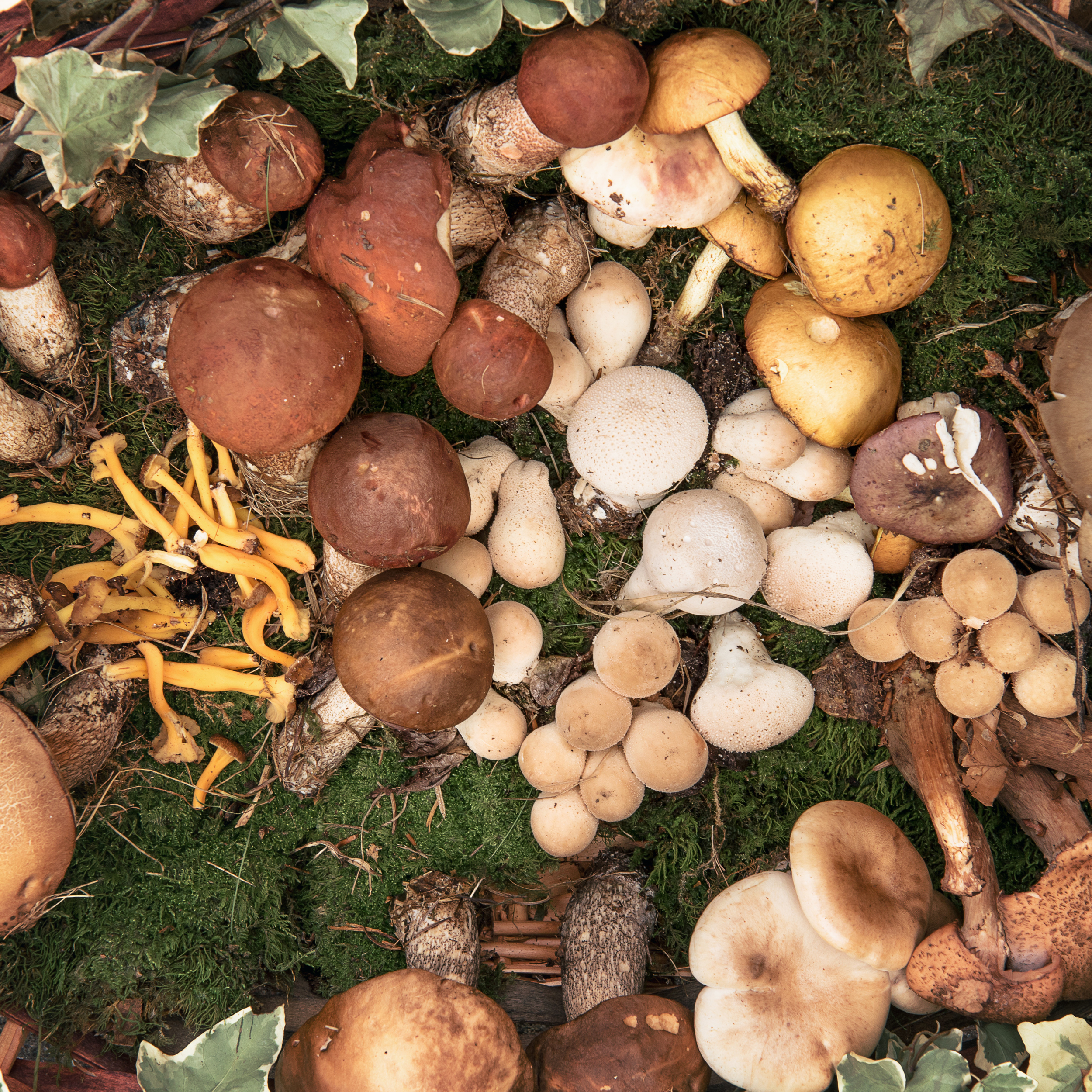 Comment consommer sans risque des champignons ramassés en forêt ?