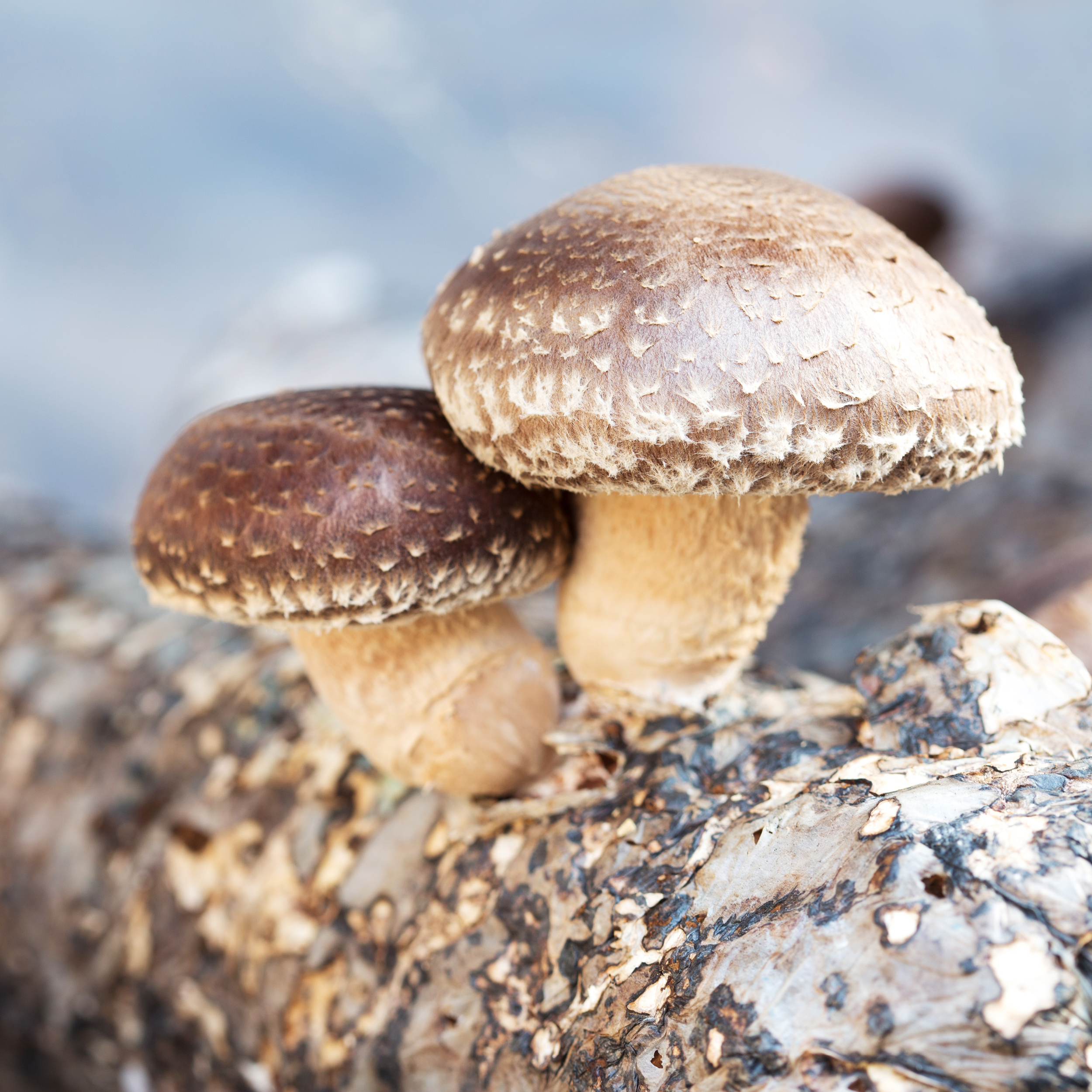 Tourisme - En images. Quels sont les 10 meilleurs champignons : cèpe,  girolle, lactaire délicieux…