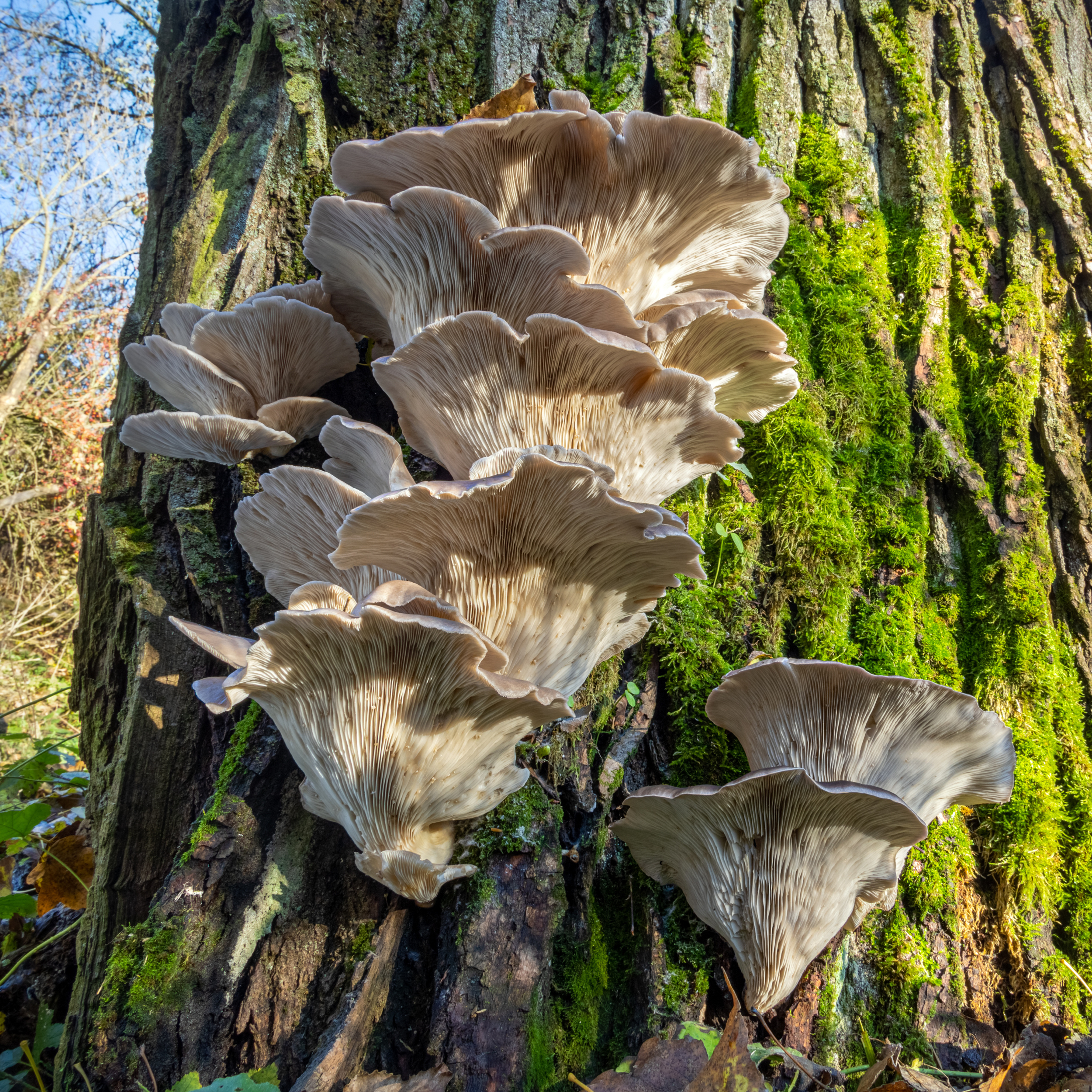 Top 10 des champignons de nos forêts - Depuis mon hamac