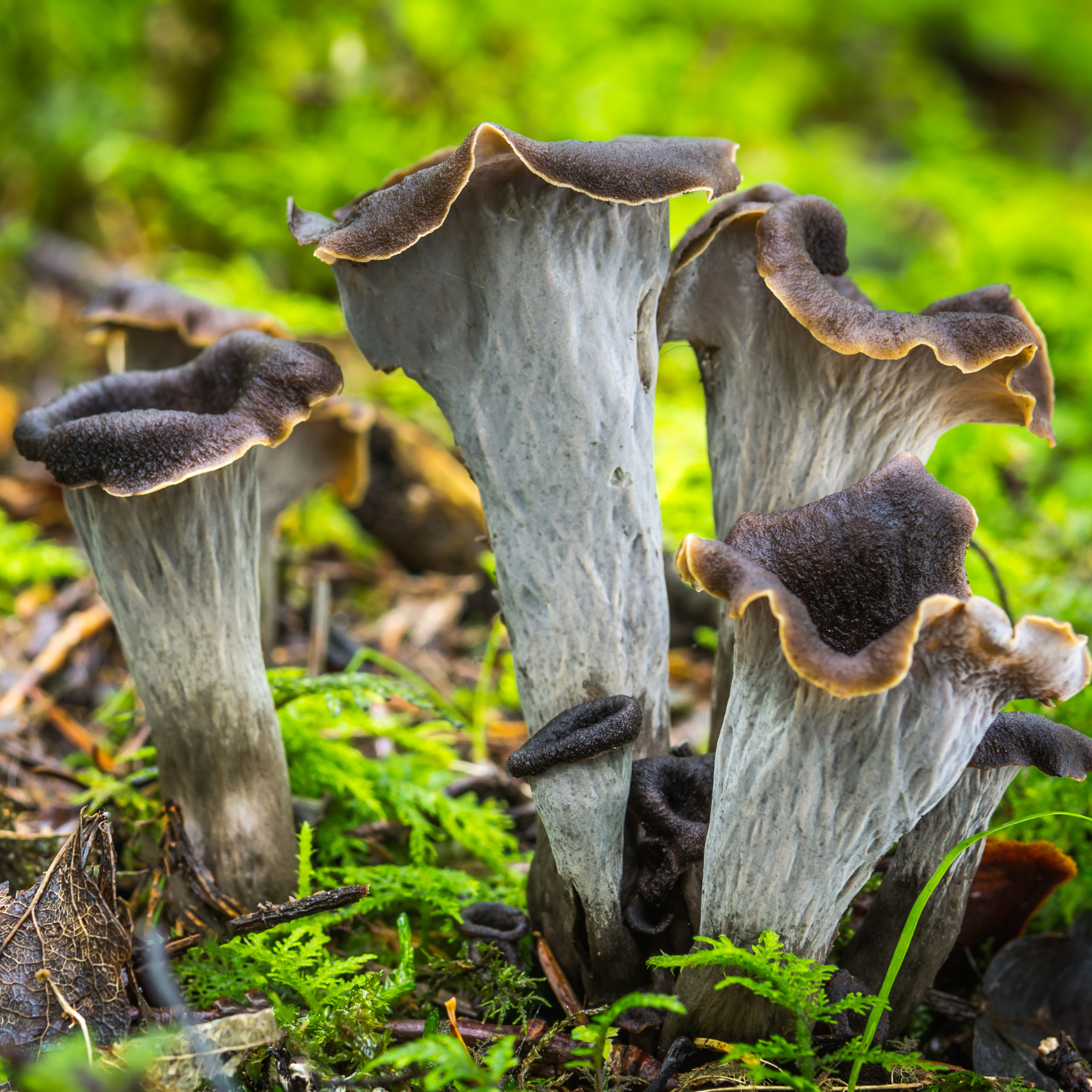 Top 10 des champignons de nos forêts - Depuis mon hamac